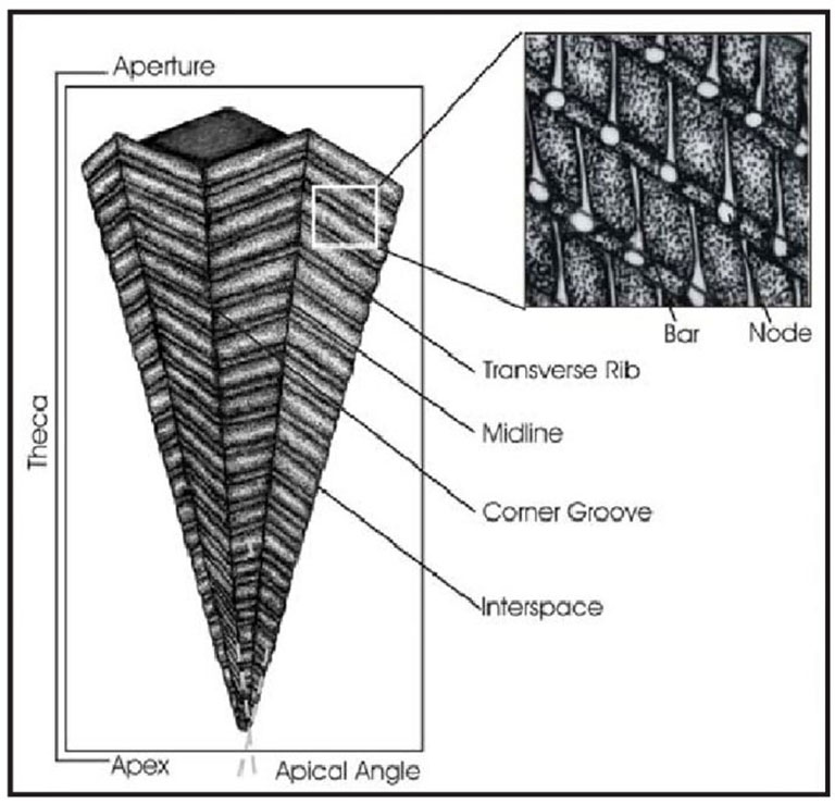 figure from publication showing conulariid anatomy