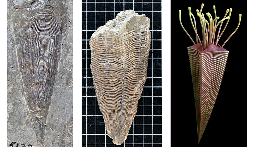 three images of the structure of conulariids