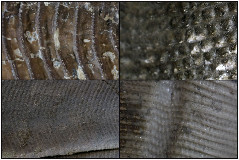 close-ups of different conulariids' structure